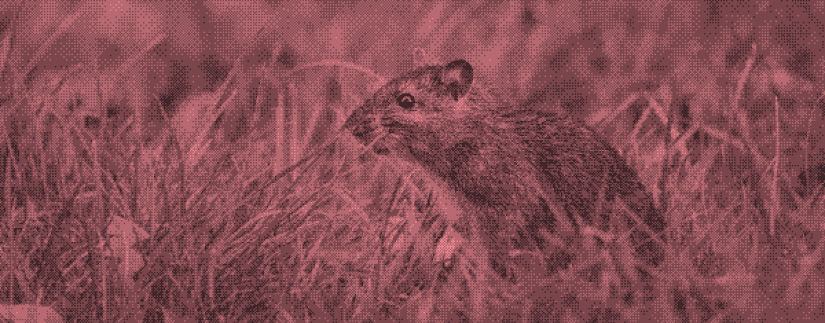 Maus im Gras